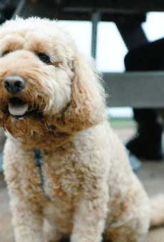 iRoad-Dog-Talent-home-8